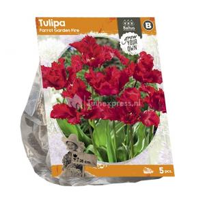 Baltus Tulipa Parrot Garden Fire tulpen bloembollen per 5 stuks
